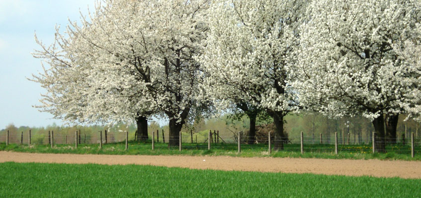 Frühlingsausflug: Obstblüte in Limburgs Haspengouw.